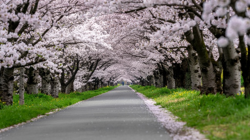 Цвітіння сакур на Закарпатті: коли їхати та де відпочити навесні