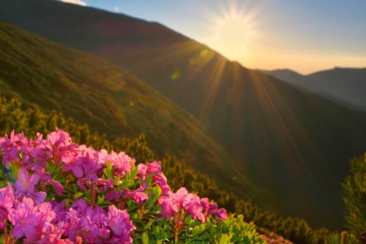 6 ночей за ціною 5 у VitaPark Поляна