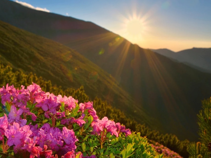 6 ночей за ціною 5 у VitaPark Поляна