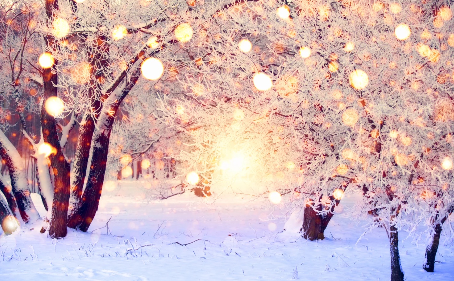 🎄 Новорічна програма 2026–2027 у VitaPark Сонячний Прованс