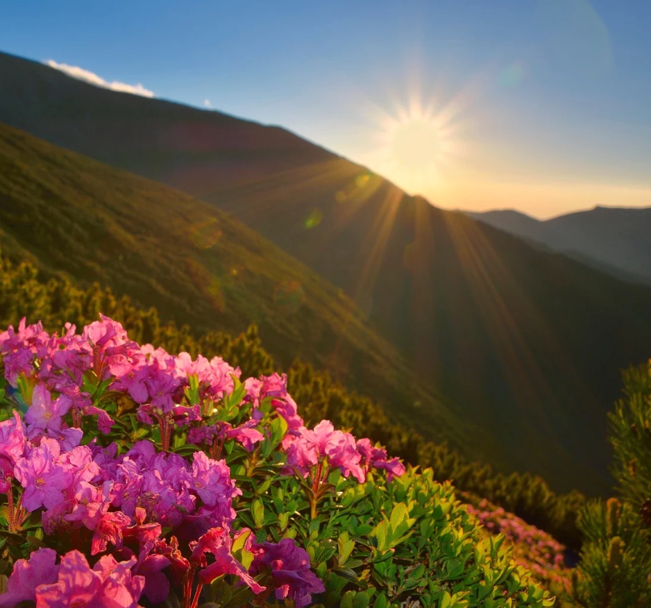 6 ночей за ціною 5 у VitaPark Поляна